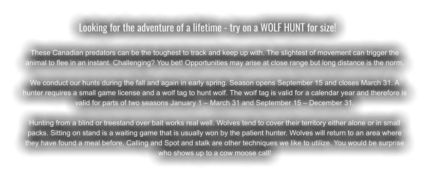 Looking for the adventure of a lifetime - try on a WOLF HUNT for size!	  These Canadian predators can be the toughest to track and keep up with. The slightest of movement can trigger the animal to flee in an instant. Challenging? You bet! Opportunities may arise at close range but long distance is the norm.  We conduct our hunts during the fall and again in early spring. Season opens September 15 and closes March 31. A hunter requires a small game license and a wolf tag to hunt wolf. The wolf tag is valid for a calendar year and therefore is valid for parts of two seasons January 1 – March 31 and September 15 – December 31.  Hunting from a blind or treestand over bait works real well. Wolves tend to cover their territory either alone or in small packs. Sitting on stand is a waiting game that is usually won by the patient hunter. Wolves will return to an area where they have found a meal before. Calling and Spot and stalk are other techniques we like to utilize. You would be surprise who shows up to a cow moose call!